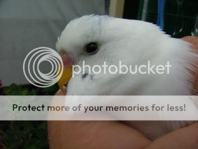 whity008.jpg?t=1269049073