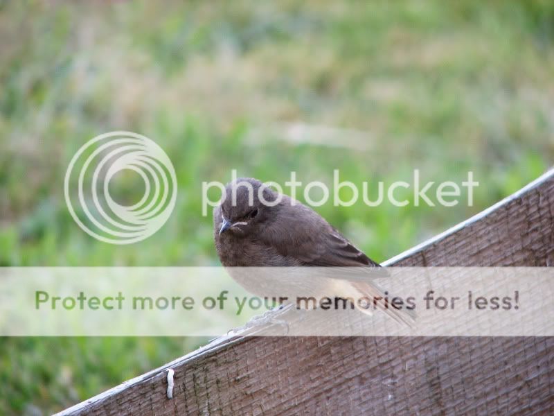 Fotografie