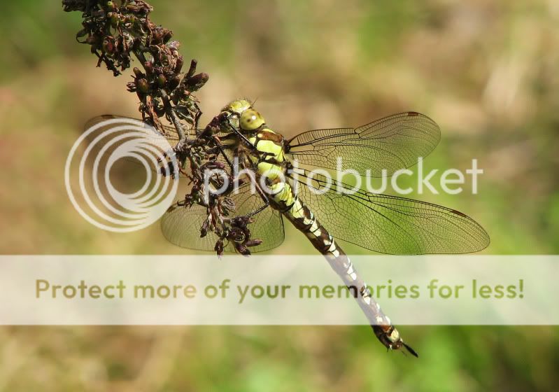 Fotografie