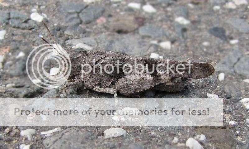 Fotografie