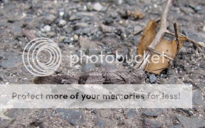 Fotografie