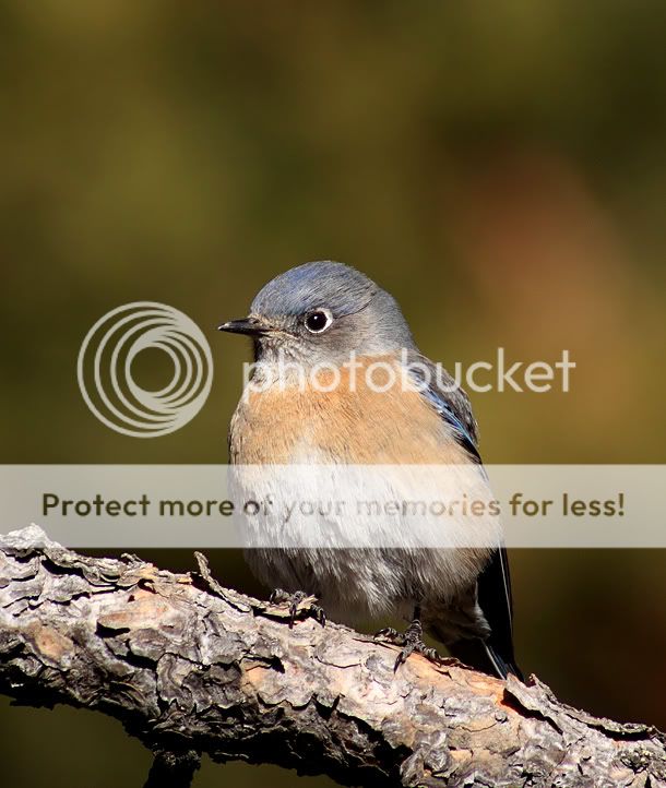 IMAGE: http://i635.photobucket.com/albums/uu77/mayt444/50DBB-1web.jpg