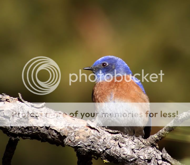 IMAGE: http://i635.photobucket.com/albums/uu77/mayt444/50DBB-2web.jpg