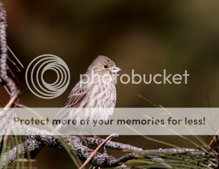 IMAGE: http://i635.photobucket.com/albums/uu77/mayt444/CF-2web.jpg