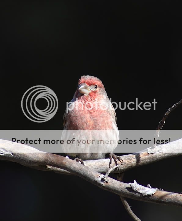 IMAGE: http://i635.photobucket.com/albums/uu77/mayt444/CF-7web.jpg