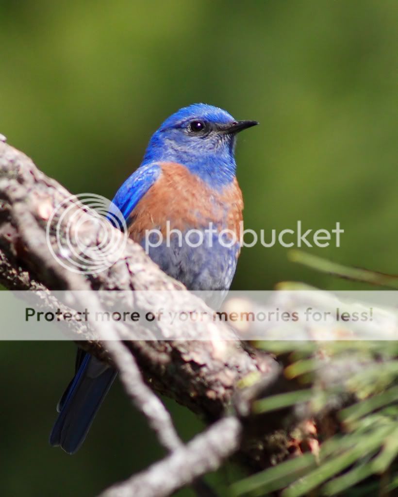 IMAGE: http://i635.photobucket.com/albums/uu77/mayt444/b3copy_filteredweb.jpg