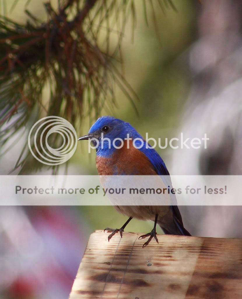 IMAGE: http://i635.photobucket.com/albums/uu77/mayt444/bb-22copy.jpg