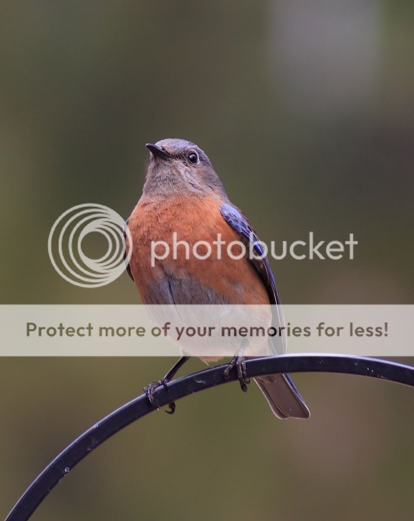 IMAGE: http://i635.photobucket.com/albums/uu77/mayt444/bb-28copy.jpg