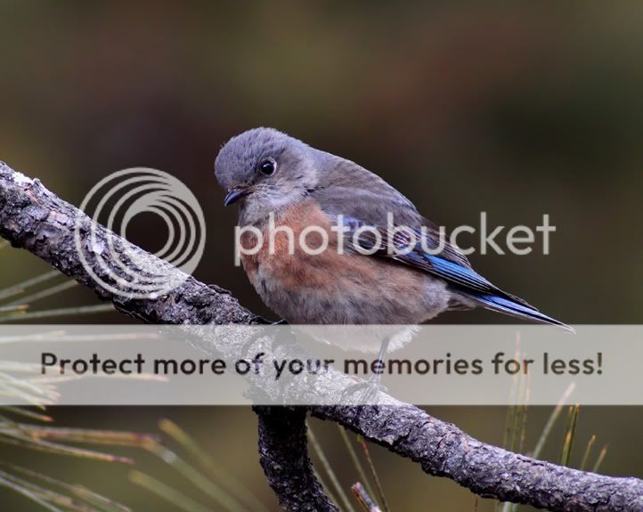 IMAGE: http://i635.photobucket.com/albums/uu77/mayt444/bbl-10web.jpg