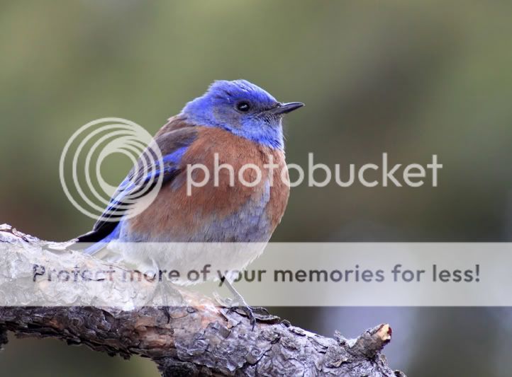 IMAGE: http://i635.photobucket.com/albums/uu77/mayt444/bbl-14web.jpg