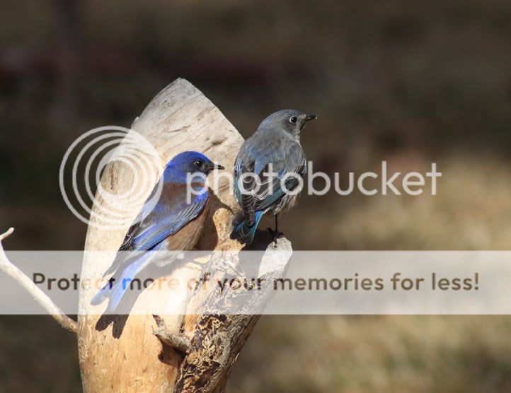 IMAGE: http://i635.photobucket.com/albums/uu77/mayt444/bbs-1web.jpg