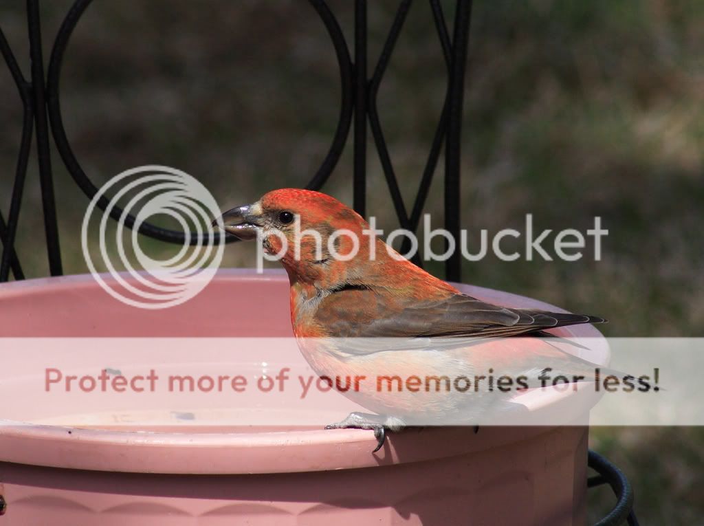 IMAGE: http://i635.photobucket.com/albums/uu77/mayt444/cb10copy.jpg