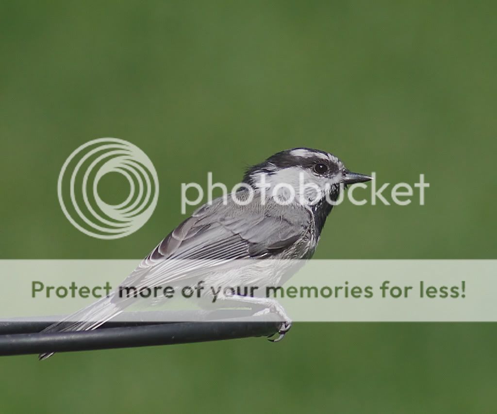 IMAGE: http://i635.photobucket.com/albums/uu77/mayt444/chick10copyweb.jpg