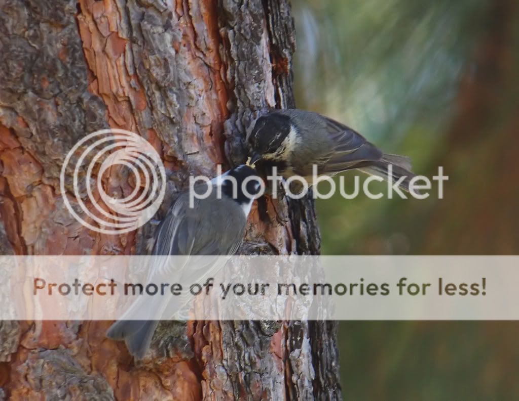 IMAGE: http://i635.photobucket.com/albums/uu77/mayt444/chick4copy_web.jpg