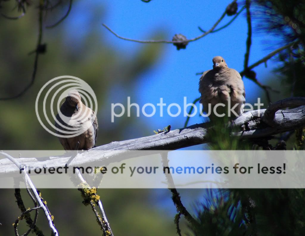 IMAGE: http://i635.photobucket.com/albums/uu77/mayt444/dove23copy.jpg