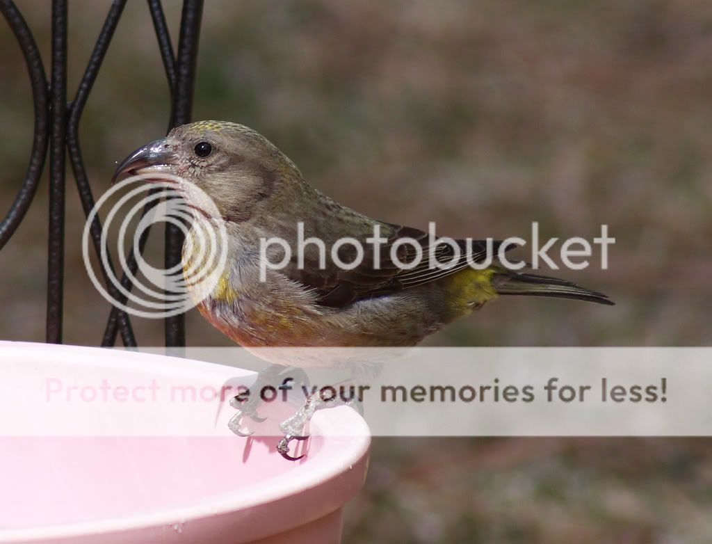 IMAGE: http://i635.photobucket.com/albums/uu77/mayt444/femcross.jpg