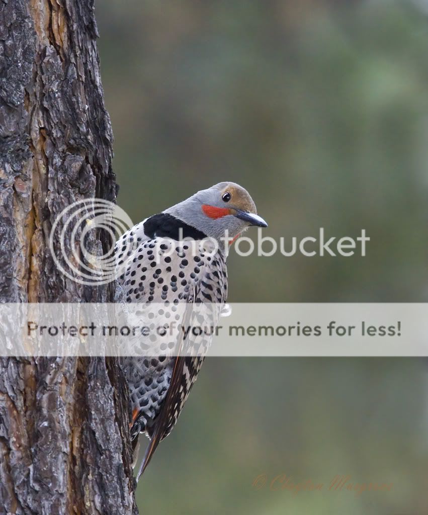 IMAGE: http://i635.photobucket.com/albums/uu77/mayt444/fl-8copywebpotn.jpg