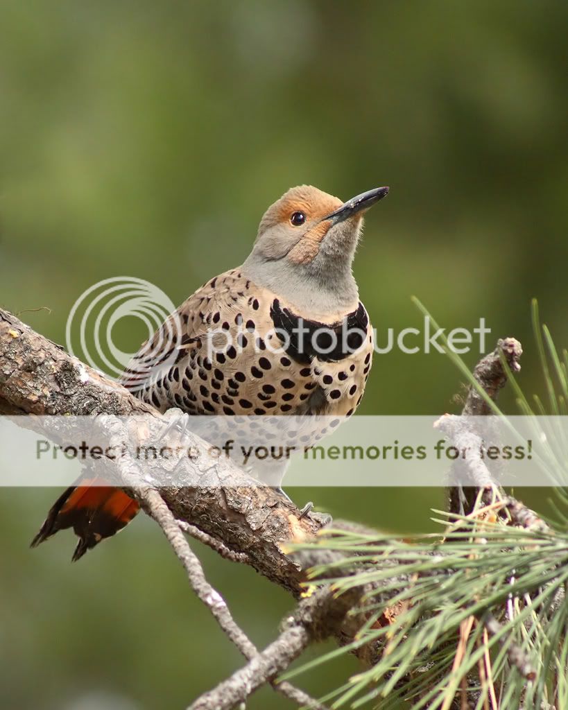 IMAGE: http://i635.photobucket.com/albums/uu77/mayt444/fl11_filteredcopyweb.jpg