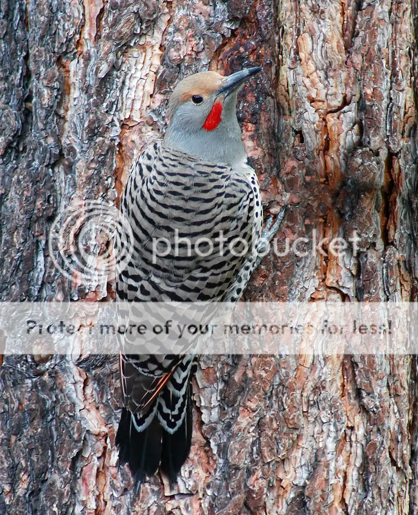 IMAGE: http://i635.photobucket.com/albums/uu77/mayt444/fl15_filteredcopyweb.jpg