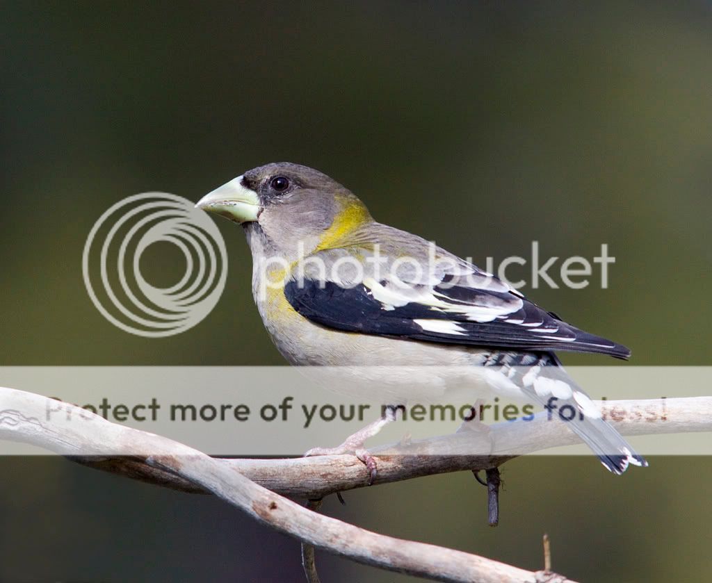 IMAGE: http://i635.photobucket.com/albums/uu77/mayt444/gb-24web.jpg