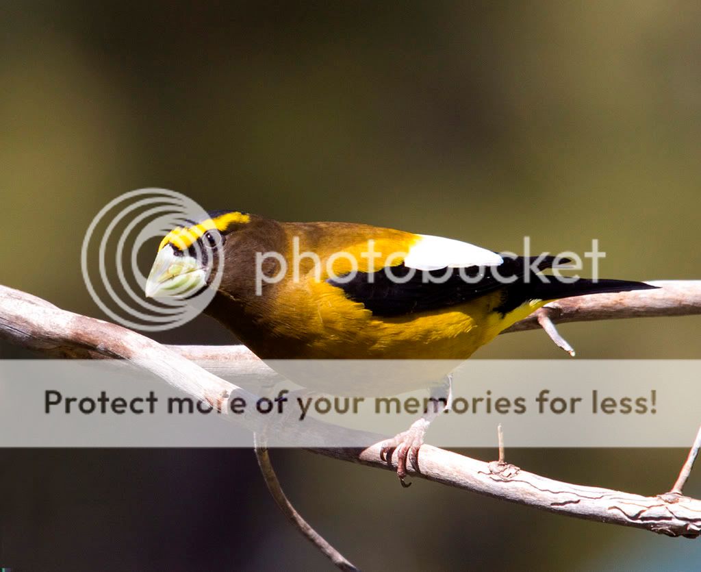 IMAGE: http://i635.photobucket.com/albums/uu77/mayt444/gb-25webl.jpg