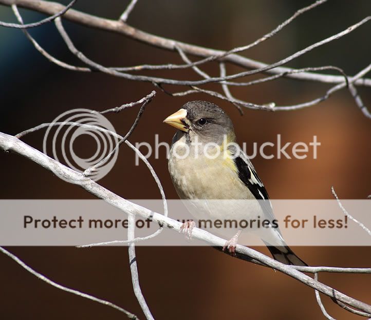 IMAGE: http://i635.photobucket.com/albums/uu77/mayt444/gb-6web.jpg