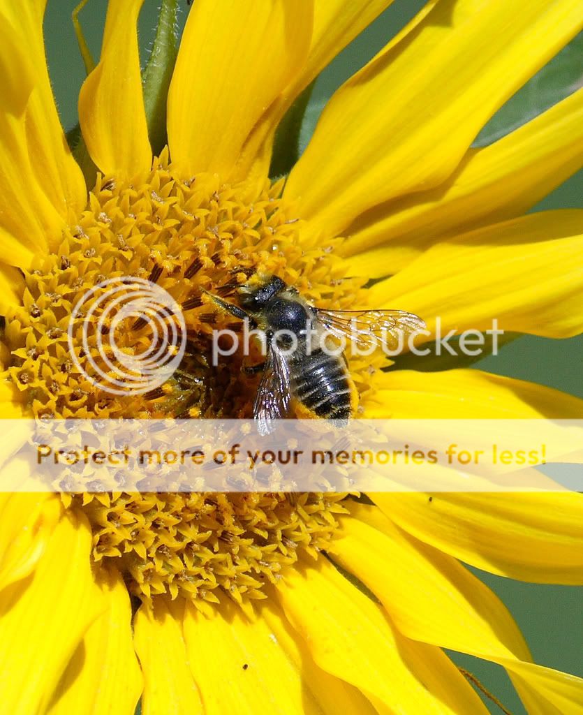 IMAGE: http://i635.photobucket.com/albums/uu77/mayt444/hb18copyweb.jpg