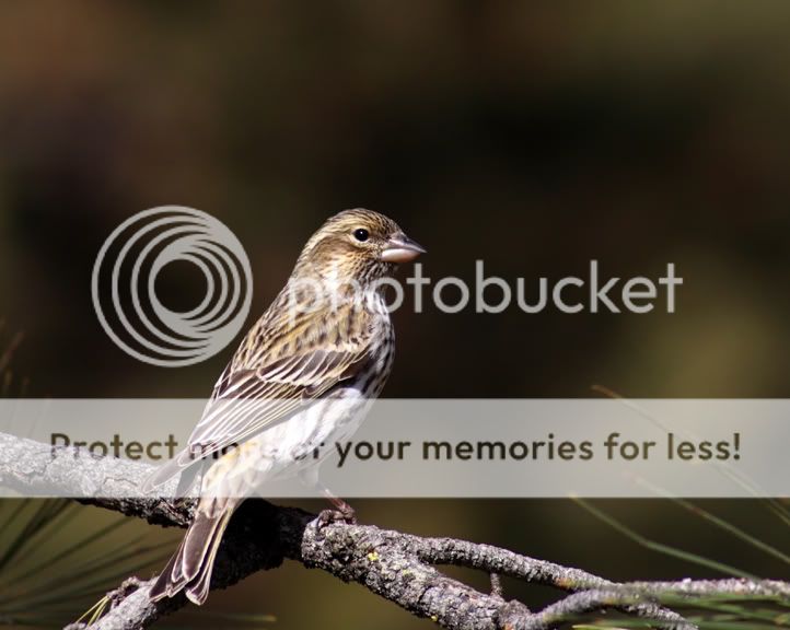 IMAGE: http://i635.photobucket.com/albums/uu77/mayt444/hf-3cropcopy.jpg