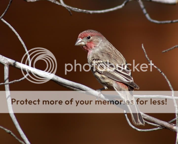 IMAGE: http://i635.photobucket.com/albums/uu77/mayt444/hf-6web.jpg