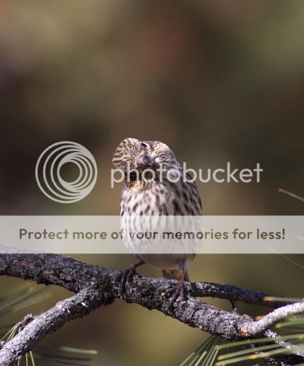 IMAGE: http://i635.photobucket.com/albums/uu77/mayt444/hf-7web.jpg