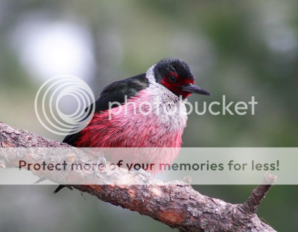 IMAGE: http://i635.photobucket.com/albums/uu77/mayt444/lew18_filteredcopyweb.jpg