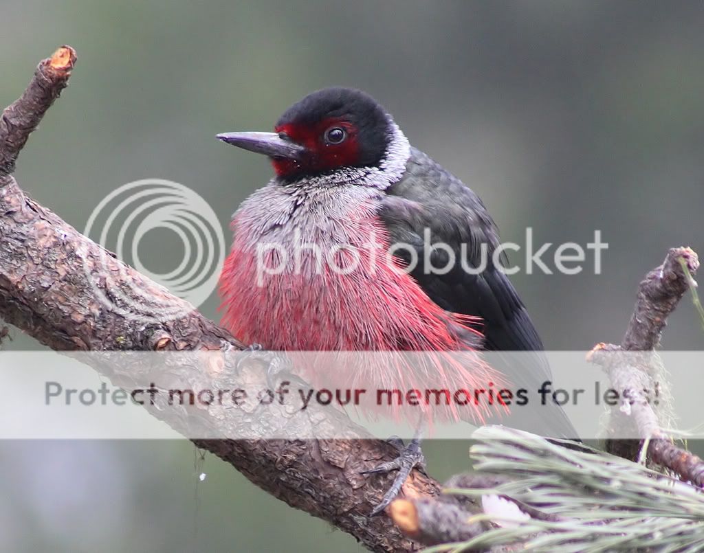 IMAGE: http://i635.photobucket.com/albums/uu77/mayt444/lew29_filteredcopyweb.jpg