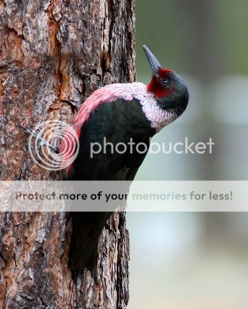 IMAGE: http://i635.photobucket.com/albums/uu77/mayt444/lew2_filteredcopyweb.jpg