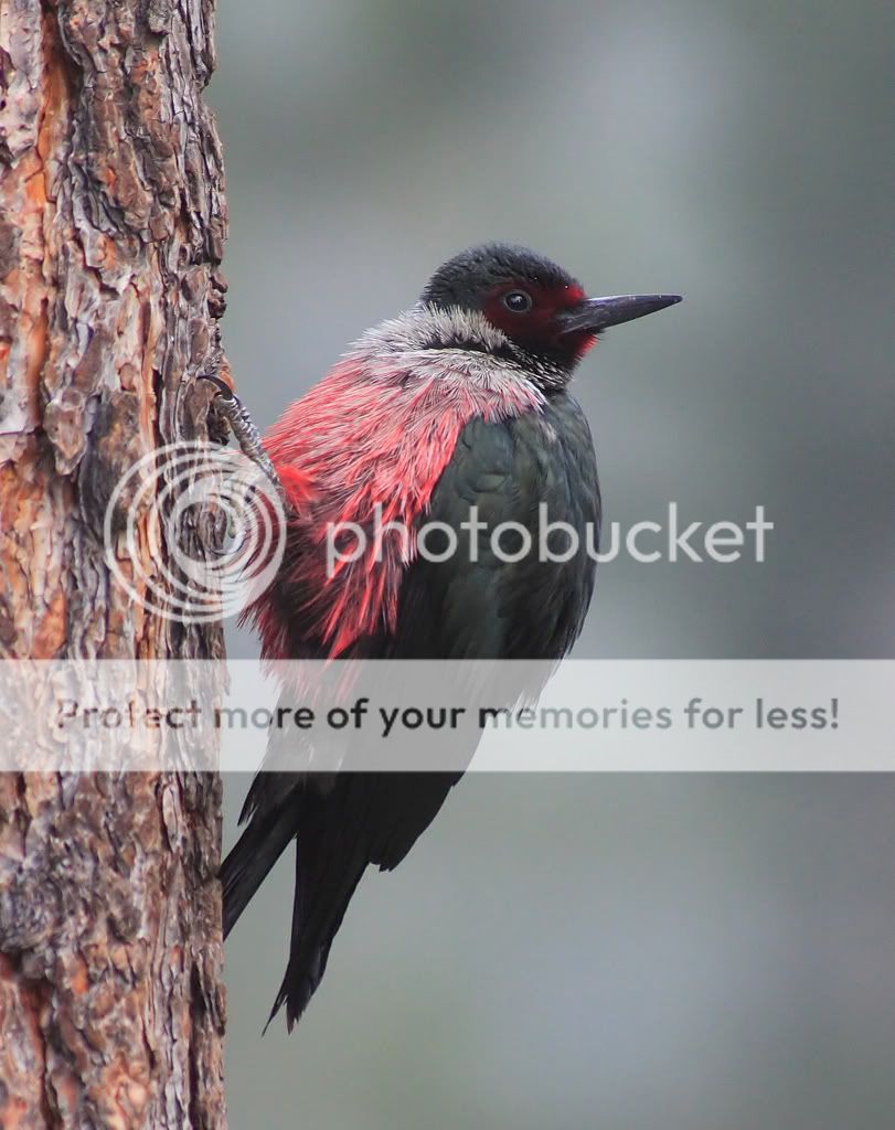 IMAGE: http://i635.photobucket.com/albums/uu77/mayt444/lew38_filteredcopyweb.jpg