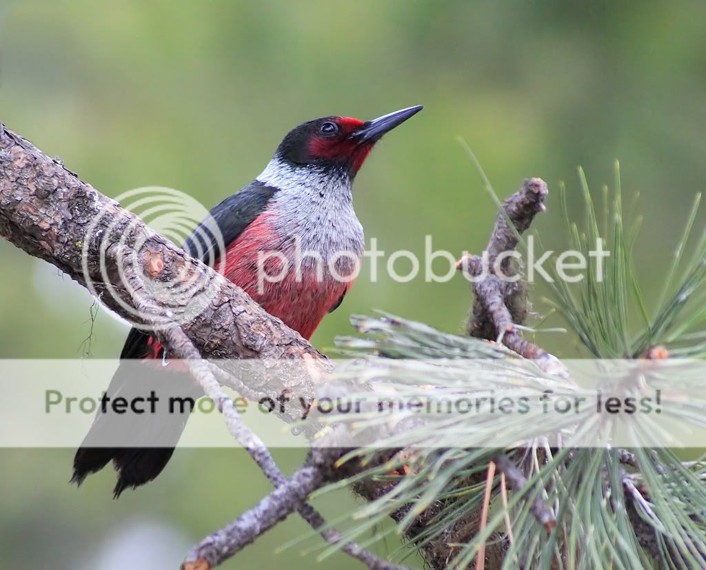 IMAGE: http://i635.photobucket.com/albums/uu77/mayt444/lew8_filteredcopyweb.jpg