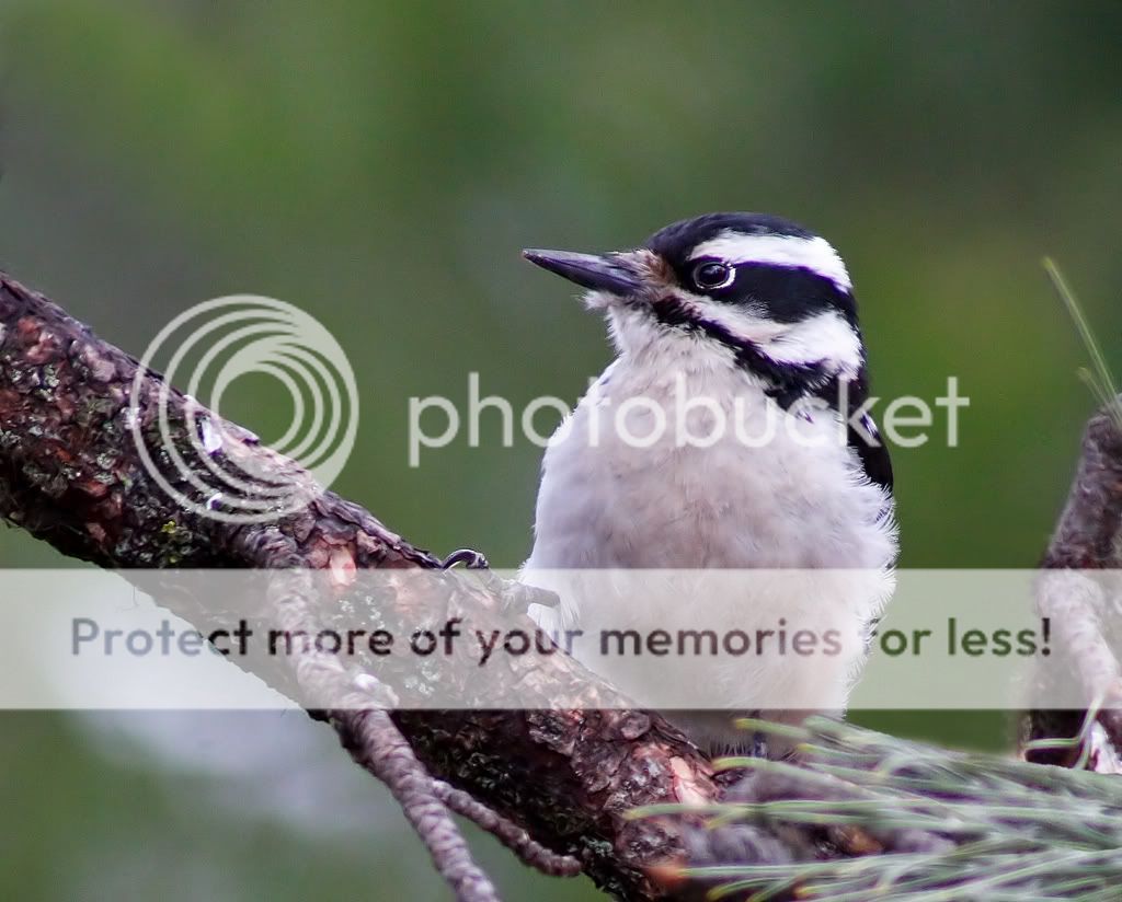 IMAGE: http://i635.photobucket.com/albums/uu77/mayt444/p-26_filteredcopyweb.jpg