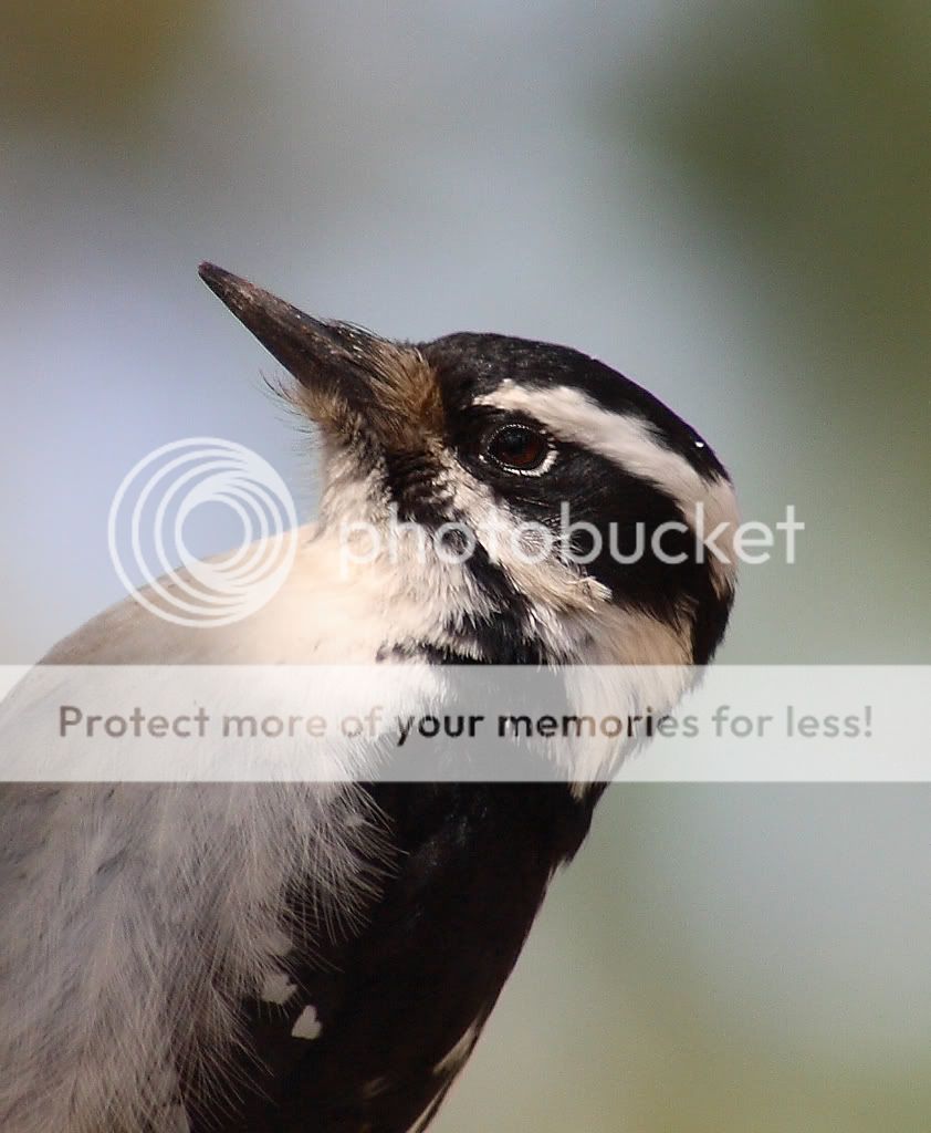 IMAGE: http://i635.photobucket.com/albums/uu77/mayt444/p-5copy.jpg