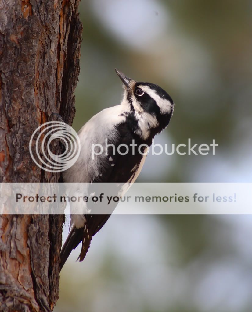 IMAGE: http://i635.photobucket.com/albums/uu77/mayt444/p-9copy.jpg