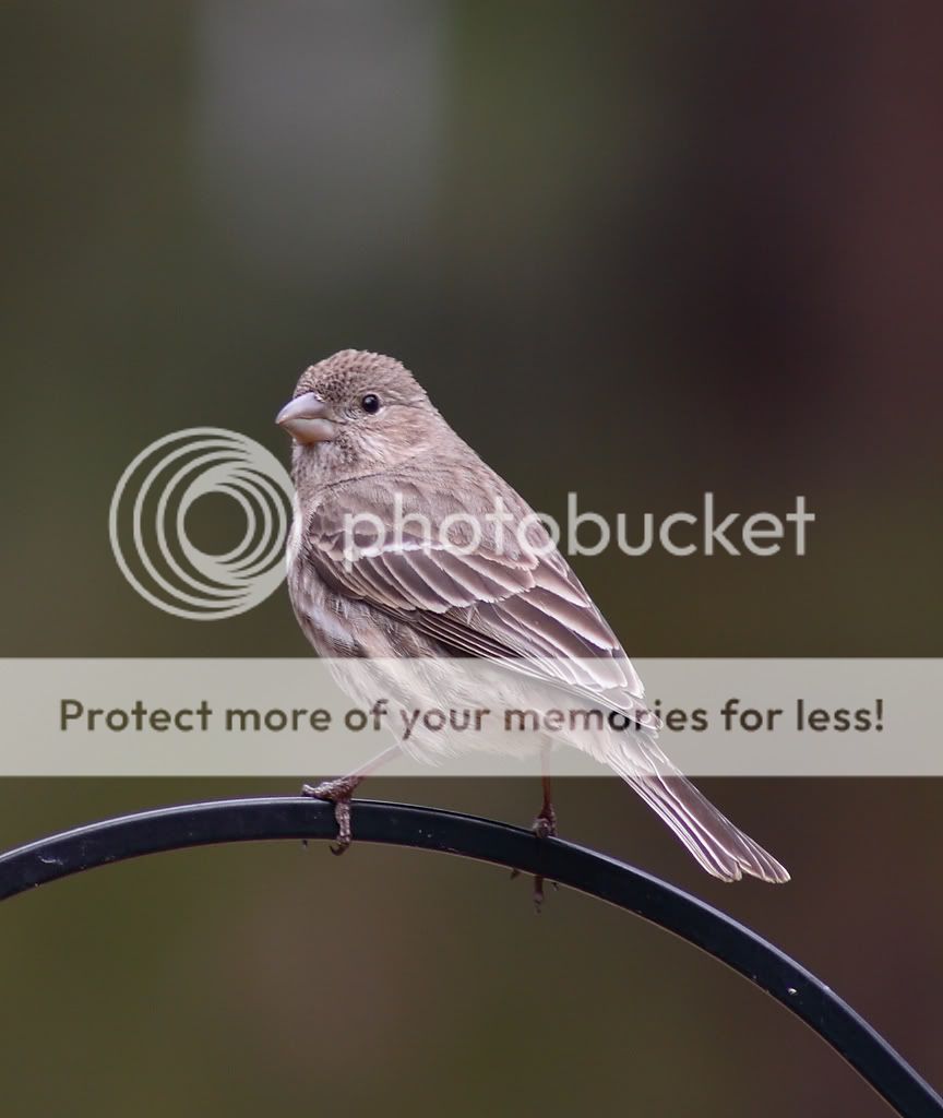 IMAGE: http://i635.photobucket.com/albums/uu77/mayt444/pf-17copy.jpg