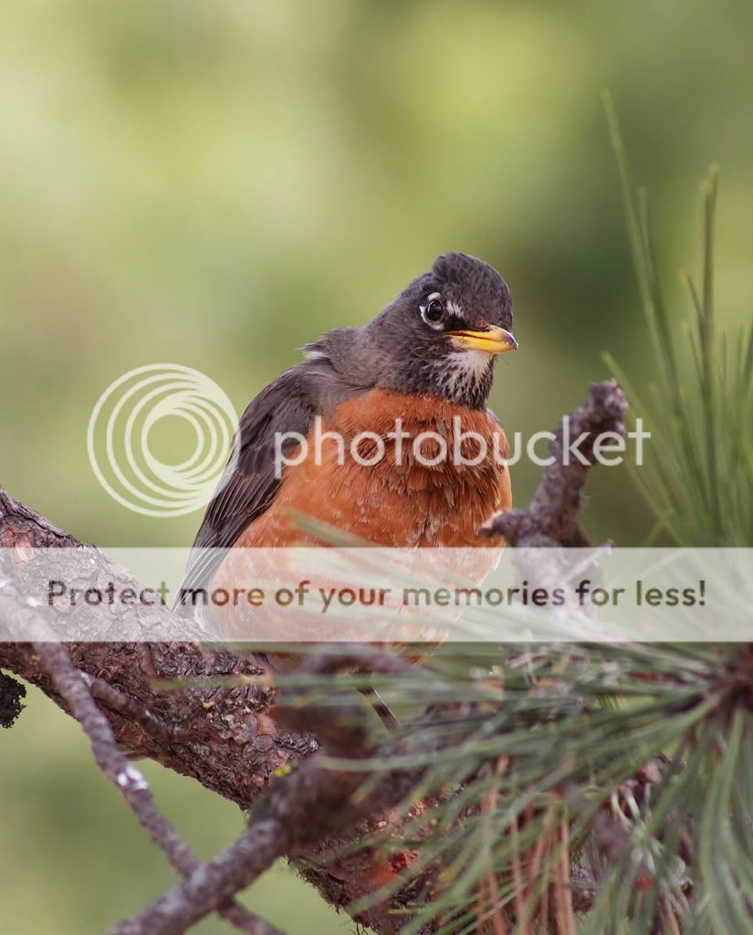 IMAGE: http://i635.photobucket.com/albums/uu77/mayt444/rob3_filteredcopyweb.jpg