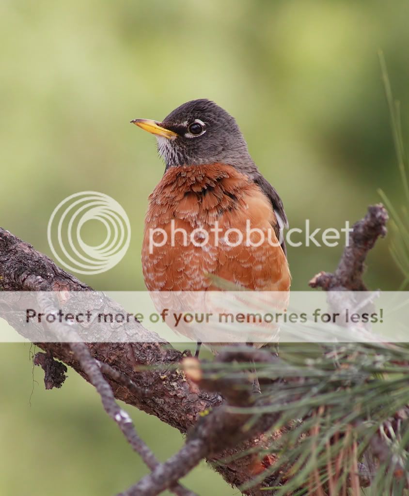 IMAGE: http://i635.photobucket.com/albums/uu77/mayt444/rob5_filteredwebcopy.jpg