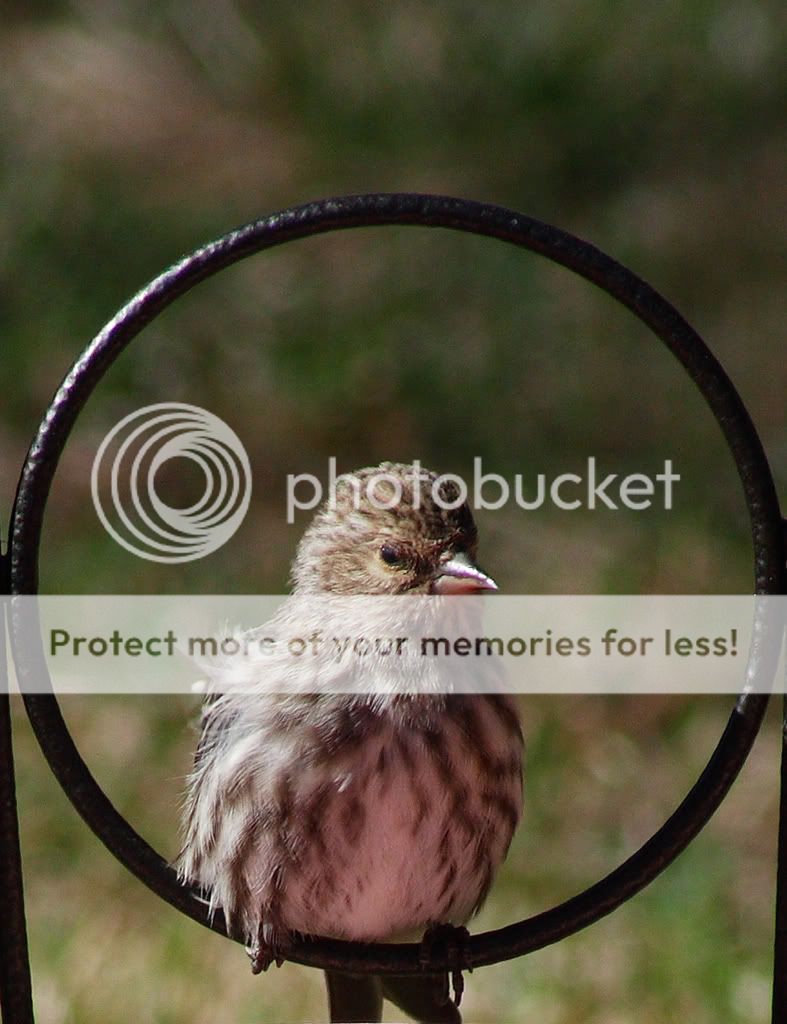 IMAGE: http://i635.photobucket.com/albums/uu77/mayt444/sis1copy.jpg