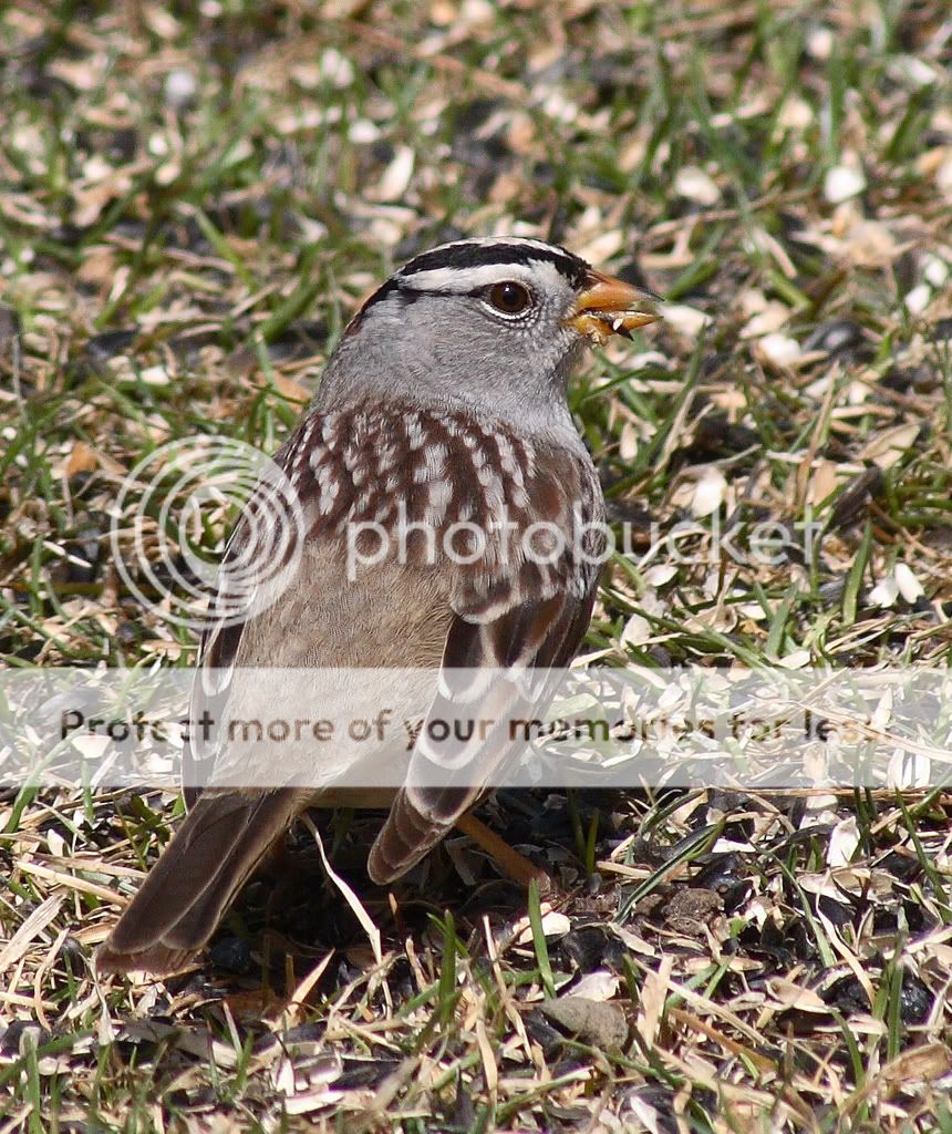 IMAGE: http://i635.photobucket.com/albums/uu77/mayt444/sparrow16copy.jpg