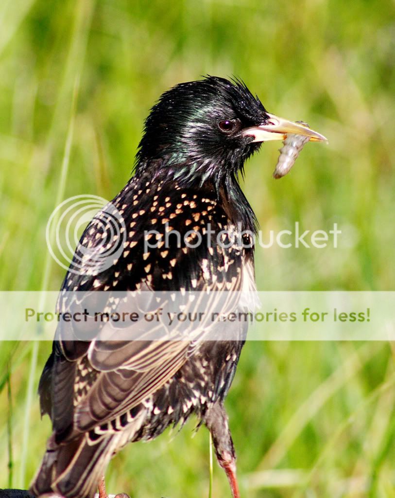 IMAGE: http://i635.photobucket.com/albums/uu77/mayt444/star20copy.jpg