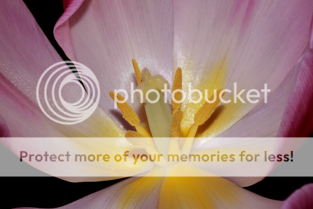 IMAGE: http://i635.photobucket.com/albums/uu77/mayt444/tulip-2copyweb.jpg