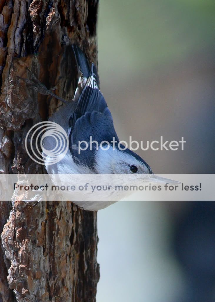 IMAGE: http://i635.photobucket.com/albums/uu77/mayt444/wb-19copy3.jpg