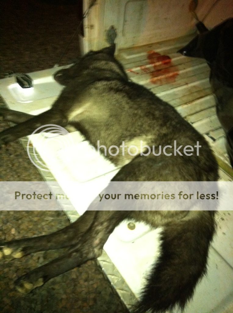 Wolves In Mississippi