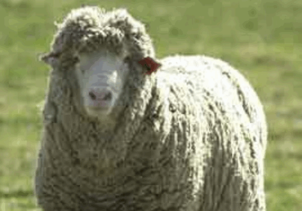 wolf in sheeps clothing photo: wolf in sheeps clothing Sheepindisguise.gif