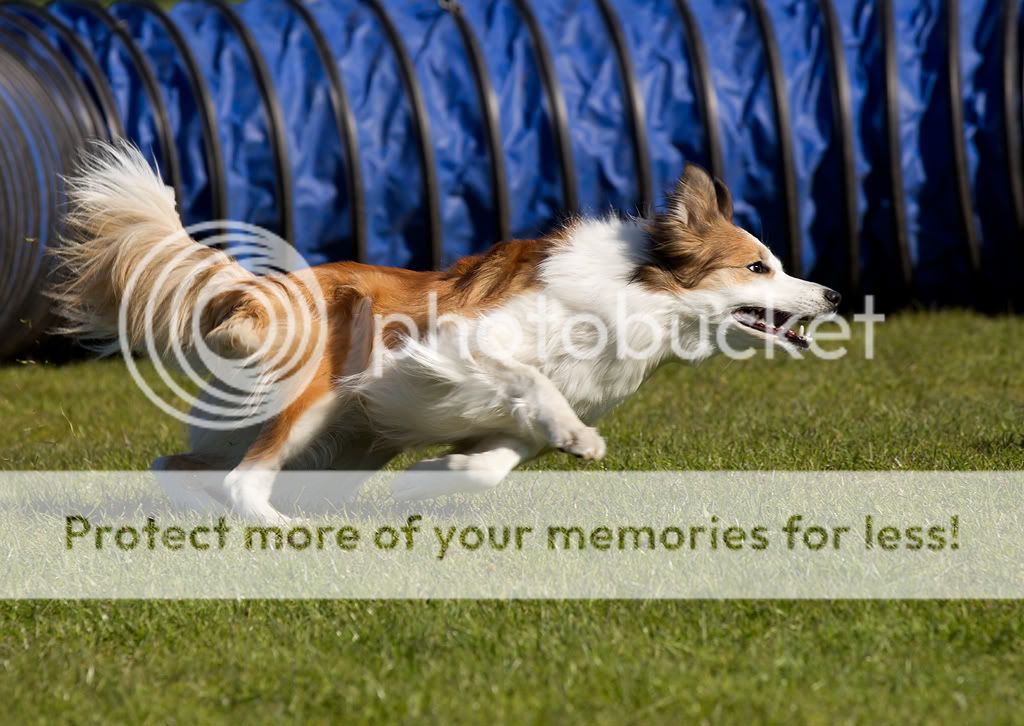 IMAGE: http://i635.photobucket.com/albums/uu79/Renesk/Agility%20hilleroed%20soendag%202011/_R5F1934.jpg