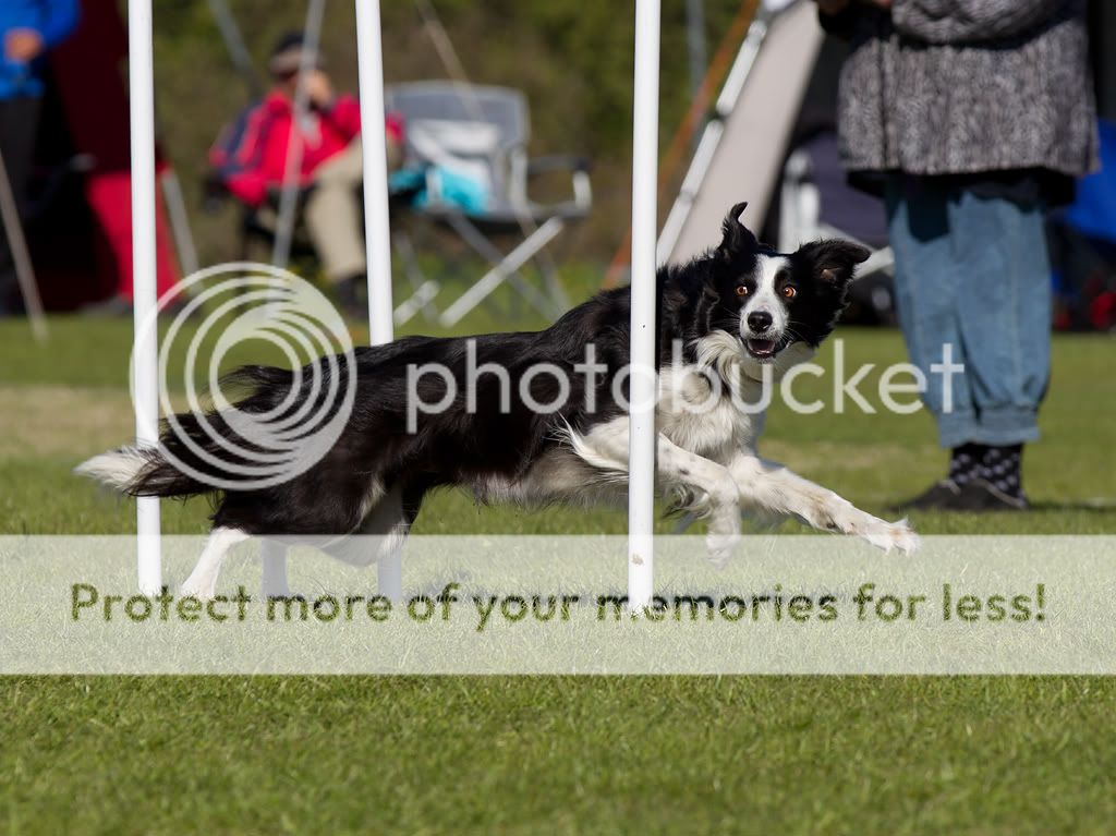 IMAGE: http://i635.photobucket.com/albums/uu79/Renesk/Agility%20hilleroed%20soendag%202011/_R5F1963.jpg